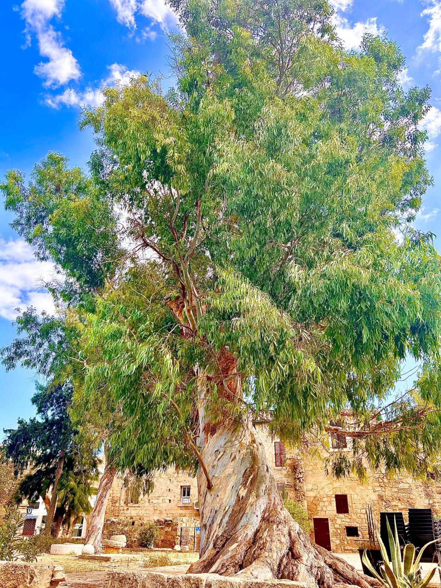 Royal Goddess Guest House, Walled City Famagusta  Buitenkant foto